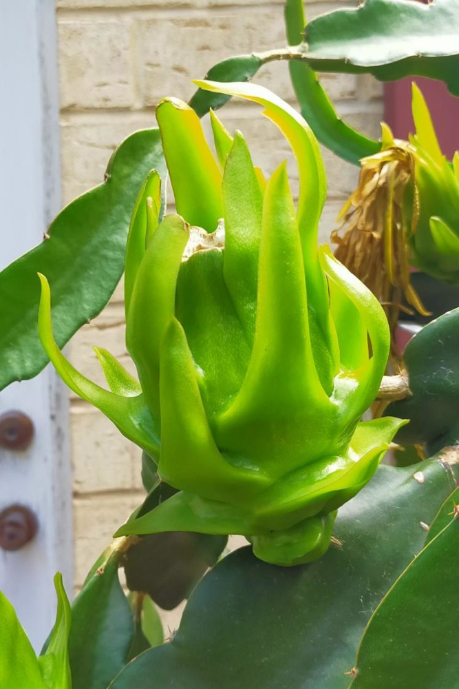 Green fruit